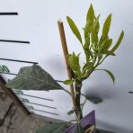 Hruškovec americký (Persea americana) - Avokádo ´MEXICOLA GRANDE´ - výška 70-80 cm, kont. C7L